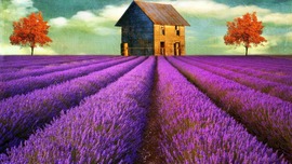 Lavender Flowers Desktop Wallpaper