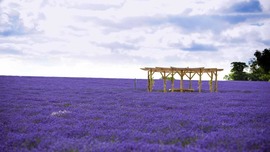 Lavender Flowers HD Wallpapers
