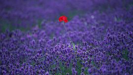 Lavender HD Wallpapers