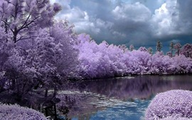 Lavender Trees