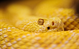 Albino Rattlesnake