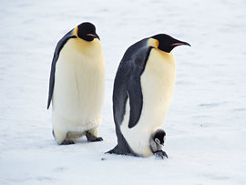Arctic Penguins Pair