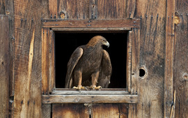 Barn Eagle