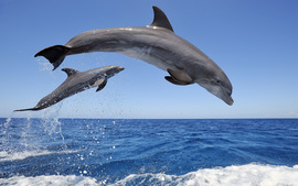 Common Bottlenose Dolphins