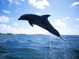 Dolphin Diving