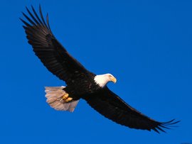 Eagle Soaring High