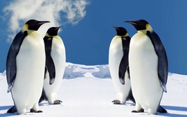 Hq Penguins