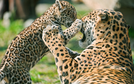 Jaguar Cub Fighting Mother