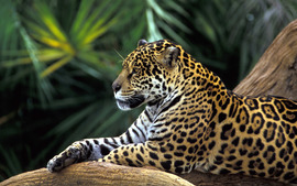 Jaguar In Amazon Rainforest