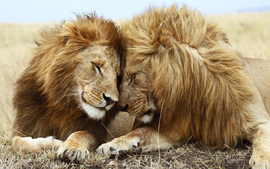 Lions Pair