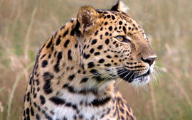 Male Amur Leopard Wildlife Heritage Uk