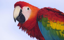 Profile Of A Scarlet Macaw