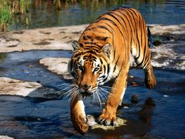 Prowler Bengal Tiger