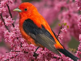 Scarlet Tanager Bird