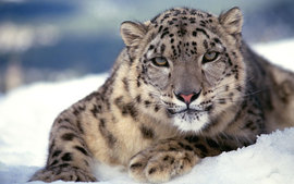 Scary Snow Leopard
