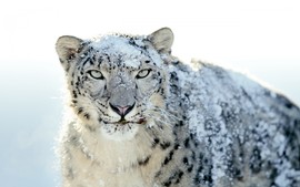 Snow White Leopard