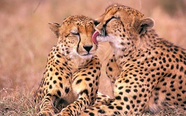South African Cheetahs