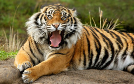 Sumatran Dangerous Tiger