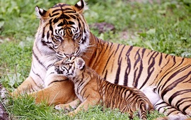 Tiger Baby Tiger