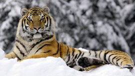 Tiger In Winter