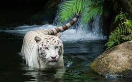 White Tiger Beautiful