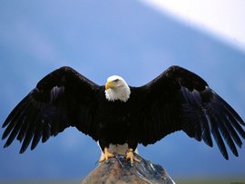 Wingspan Bald Eagle