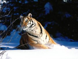 Wintery Scuddle Siberian Tiger