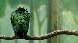 Green Colored Bird