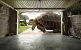 Huge Tortoise