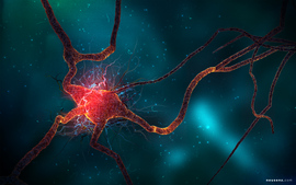 Neuron Cell