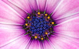 Amazing Purple Flower