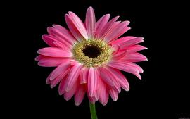 Beautiful Pink Daisy