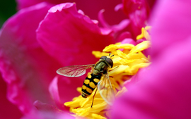 Bee Flower InWide