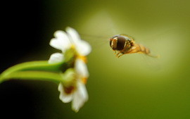 Bee On Flower Wallpaper