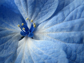 Blue Flower Background