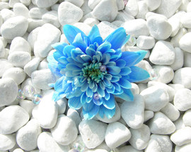 Blue Flower Backgrounds