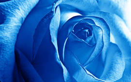Blue Rose Desktop Wallpaper