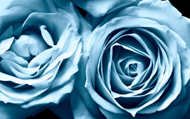 Blue Roses Desktop Background