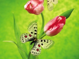 Butterfly On A Tulip
