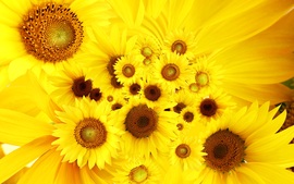 Cool Sunflowers