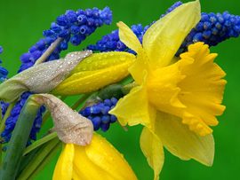Daffodils And Hyacinth