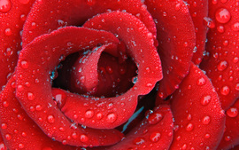 Delicate Dewy Rose Wallpaper