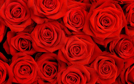 Lovely RosesWide
