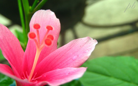 Pristine Flower