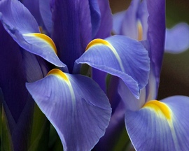 Purple Great Flower