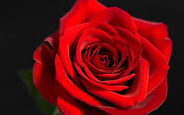 Red Rose Desktop Background