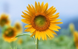 Single Sun Flower