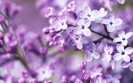 Spring Purple Flowers Wallpaper
