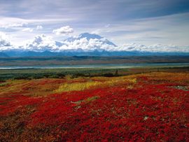 Brilliant Colors Of Denali National Park Alaska