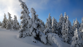 Snow Trees Wallpaper